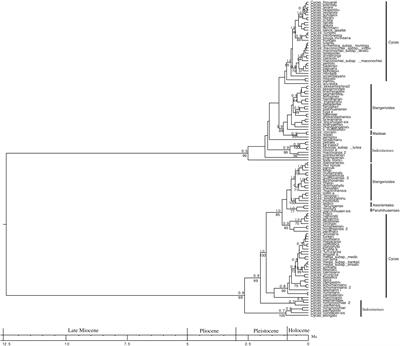 The Cycad Genus Cycas May Have Diversified From Indochina and Occupied Its Current Ranges Through Vicariance and Dispersal Events